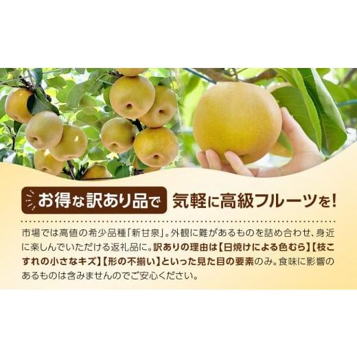 ふるさと納税 梨 鳥取県 北栄町  2026年度発送 先行予約 訳あり 新甘泉 5kg 梨 なし しんかんせん 5キロ 家庭用 訳アリ 令和8年 先行受付 新鮮 鳥取県産 鳥取… |  | 03
