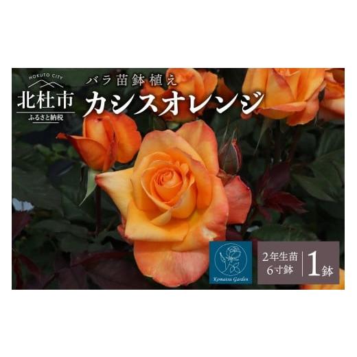 ふるさと納税 雑貨・日用品 花 山梨県 北杜市 2026年2月以降発送 バラ苗鉢植え「カシスオレンジ」 2026年2月以降発送 バラ 苗 1鉢 鉢植え 花 カシスオレンジ …