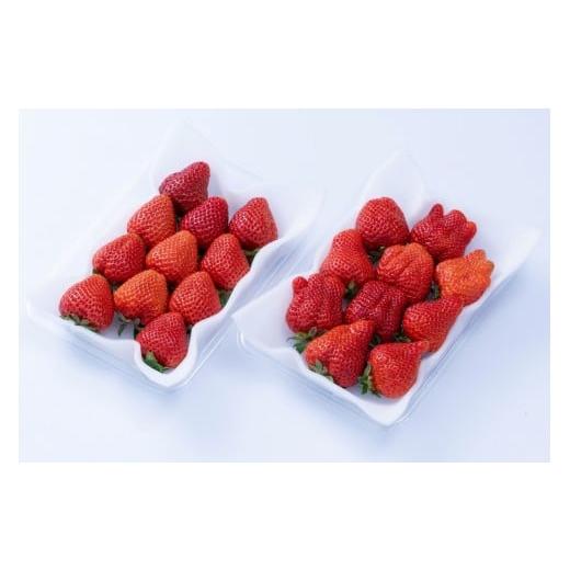 ふるさと納税 いちご 福岡県 宗像市 福岡産 冬 あまおう4パック 南国フルーツ株式会社 _HA1910 あまおう イチゴ いちご 苺 ストロベリー あかい まるい おおき…