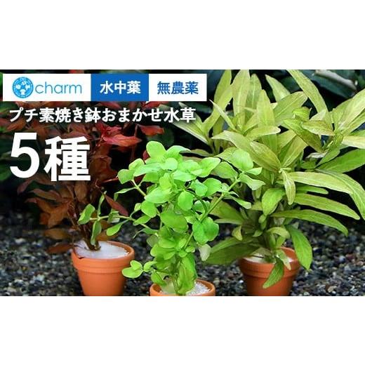 ふるさと納税 花・苗木 群馬県 大泉町 プチ素焼き鉢 おまかせ水草5種(水中葉)(無農薬)計5個 北海道・沖縄・離島への配送不可