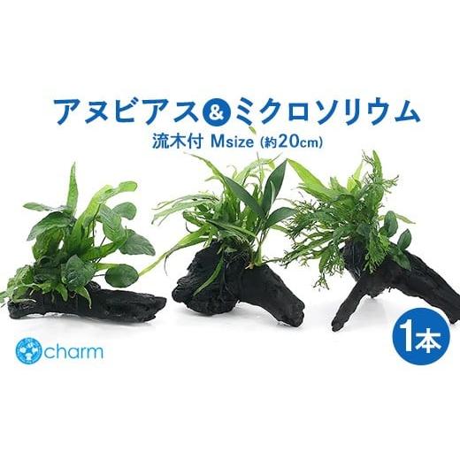 ふるさと納税 花・苗木 群馬県 大泉町 おまかせアヌビアス&おまかせミクロソリウム2種 流木付 Mサイズ 1本(約20cm) 北海道・沖縄・離島への配送不可