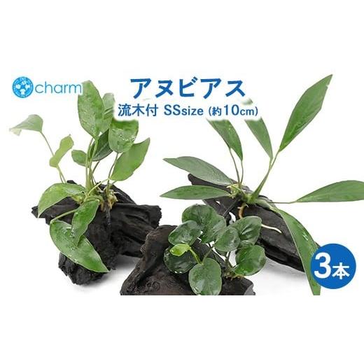 ふるさと納税 花・苗木 群馬県 大泉町 おまかせアヌビアス 流木付 SSサイズ 3本(約10cm) 北海道・沖縄・離島への配送不可