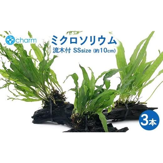 ふるさと納税 花・苗木 群馬県 大泉町 おまかせミクロソリウム 流木付 SSサイズ 3本(約10cm) 北海道・沖縄・離島への配送不可