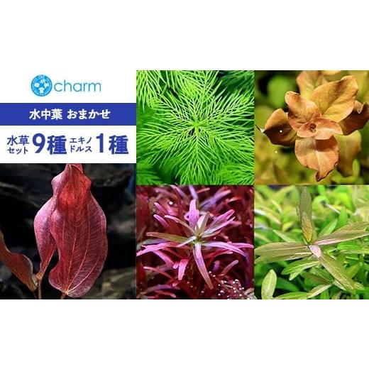 ふるさと納税 花・苗木 群馬県 大泉町 おまかせ水草セット9種(水中葉)&おまかせエキノドルス1種(水中葉)1株 北海道・沖縄・離島への配送不可
