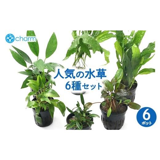 ふるさと納税 花・苗木 群馬県 大泉町 人気の水草 6種セット クリプトコリネ(3種)&ミクロソリウム(2種)&アヌビアス(1種)6ポット分 北海道・沖縄・離島…