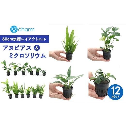 ふるさと納税 花・苗木 群馬県 大泉町 アヌビアス&ミクロソリウム 60cm水槽レイアウトセット 12ポット分 北海道・沖縄・離島への配送不可