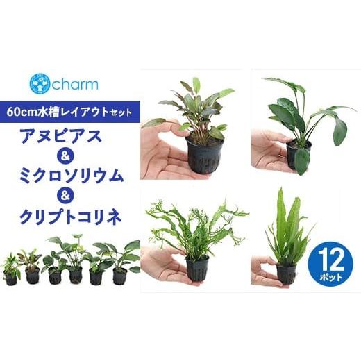 ふるさと納税 花・苗木 群馬県 大泉町 おまかせアヌビアス&ミクロソリウム&クリプトコリネ 60cm水槽レイアウトセット 12ポット分 北海道・沖縄・離島への配…
