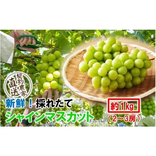 ふるさと納税 ぶどう マスカット 大分県 国東市 テレビで紹介されました 先行予約 令和8年発送 農家直送 新鮮 朝づみ シャインマスカット 1kg (2〜3房) フルー…