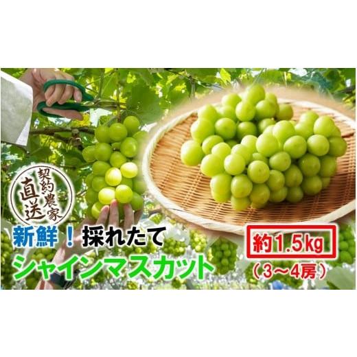 ふるさと納税 ぶどう マスカット 大分県 国東市 テレビで紹介されました 先行予約 令和8年発送 農家直送 新鮮 朝づみ シャインマスカット 1.5kg (3〜4房) フル…