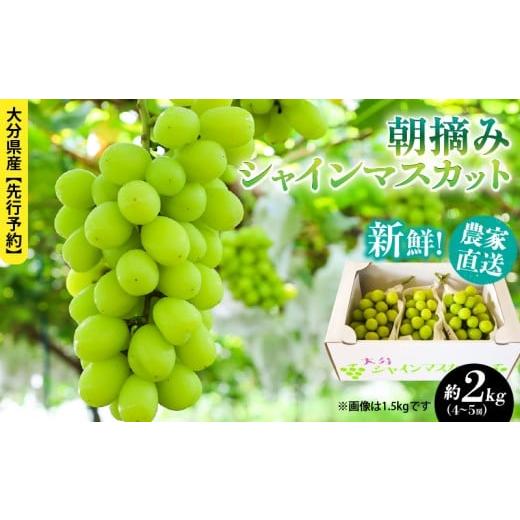 ふるさと納税 ぶどう マスカット 大分県 国東市 テレビで紹介されました 先行予約 令和8年発送 農家直送 新鮮 朝づみ シャインマスカット 2kg (4〜5房) フルー…