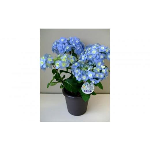 ふるさと納税 花・苗木 福岡県 筑前町 福岡県育種開発のあじさい 筑紫の風 鉢植え 5.5号鉢 あじさい 花 鉢植え ガーデニング 福岡 筑前町 おすすめ ふるさと…