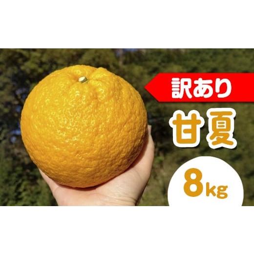 ふるさと納税 みかん・柑橘類 愛知県 美浜町 訳あり 甘夏8kg | 数量限定 あまなつ 夏みかん 柑橘 かんきつ くだもの フルーツ 国産 愛知県 知多半島 美浜町 …