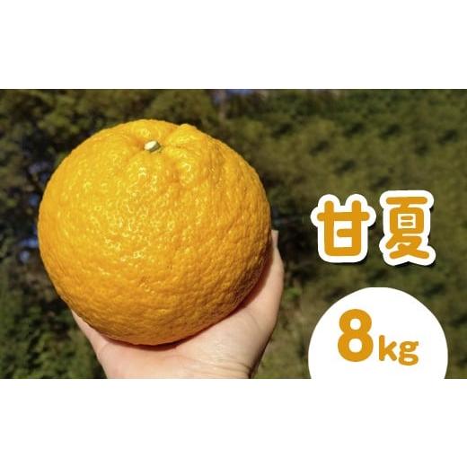 ふるさと納税 みかん・柑橘類 愛知県 美浜町 甘夏8kg | 数量限定 あまなつ 夏みかん 柑橘 かんきつ くだもの フルーツ 国産 愛知県 知多半島 美浜町 農家直送 …