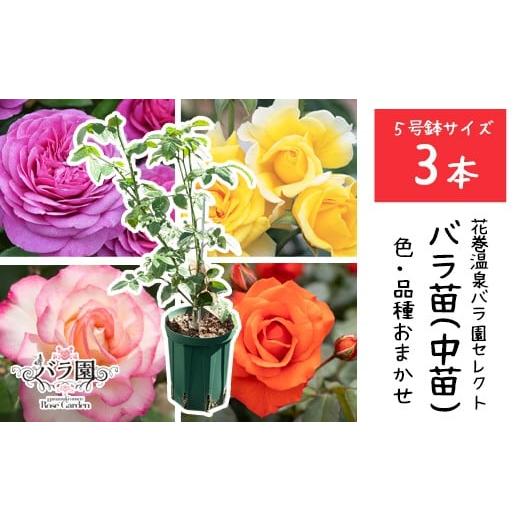 ふるさと納税 雑貨・日用品 花 岩手県 花巻市 3本セット 花巻温泉バラ園で育ったバラ中苗 5号サイズ 2328