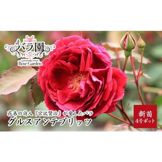 ふるさと納税 雑貨・日用品 花 岩手県 花巻市 宮沢賢治が愛したバラ「グルスアンテプリッツ」新苗 <2026年6月より随時発送> 2329