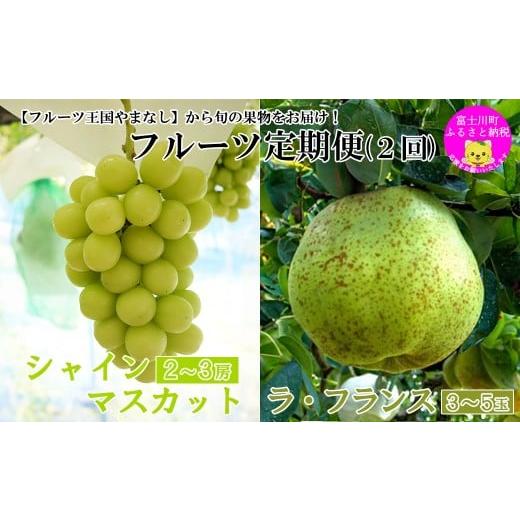 ふるさと納税 ぶどう マスカット 山梨県 富士川町 2026年発送分 やまなしフルーツ定期便(2回) シャインマスカット 〜 1kg以上(2-3房)&ラ・フランス(1.…
