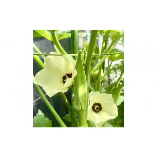 ふるさと納税 野菜類 香川県 さぬき市 2026年度先行予約 オクラ 約700g