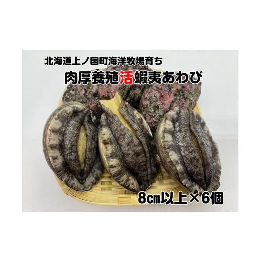 ふるさと納税 魚貝類 アワビ 北海道 上ノ国町 数量限定 海洋牧場育ち養殖活蝦夷あわび(8cm以上×6個) 活アワビ 鮑 海鮮 産地直送 魚介類 海の幸 お…