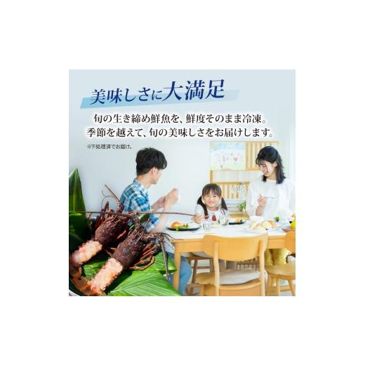 ふるさと納税 魚貝類 高知県 室戸市  訳あり 伊勢海老 冷凍 2kg わけあり いせえび 海老 えび エビ イセエビ 冬眠冷凍 家庭用 海鮮 鮮度 産地直送 漁師直送 刺…の画像