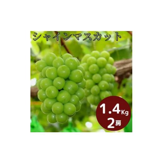 ふるさと納税 ぶどう マスカット 岡山県 勝央町 2026年発送_先行予約 岡山県産 ぶどう シャインマスカット 1.4kg以上 (2房) 9月中旬から10月中旬発送 _A18 1.…