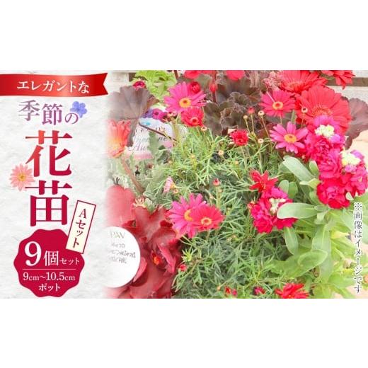 ふるさと納税 雑貨・日用品 花 福岡県 筑前町 エレガントな花苗セットA 花苗 花苗セット 花 季節の花 花セット ガーデニング 家庭菜園 園芸 初夏 夏 花壇 庭 …