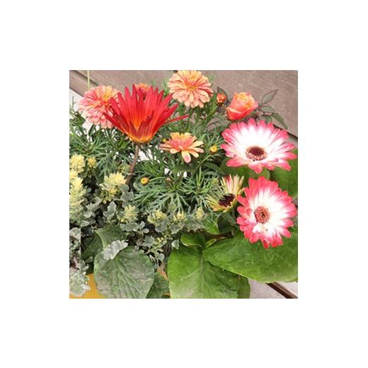 ふるさと納税 雑貨・日用品 花 福岡県 筑前町 エネルギッシュな花苗セットC セットC