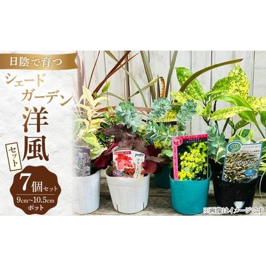 ふるさと納税 雑貨・日用品 花 福岡県 筑前町 日陰で育つシェードガーデン(洋風)セット 花苗 花苗セット 花 季節の花 花セット ガーデニング 家庭菜園 園芸 …