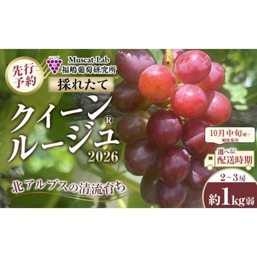 ふるさと納税 ぶどう マスカット 長野県 大町市 先行予約 B 2026 クイーンルージュ? 2房〜3房 約1キロ弱 2026年10月中旬頃〜順次発送予定 長野県産 国際…