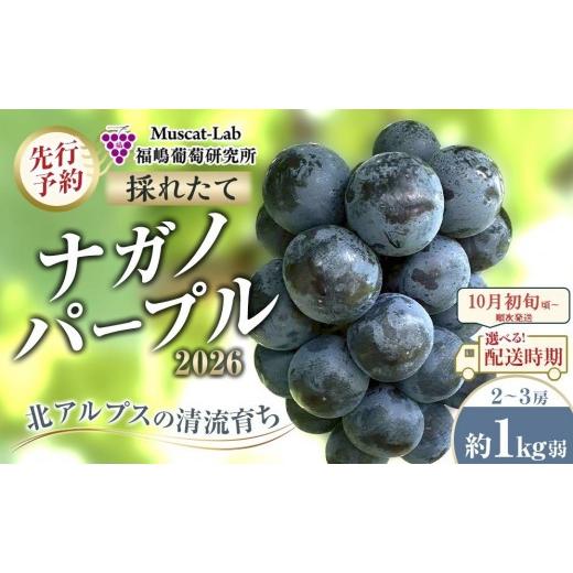 ふるさと納税 ぶどう 長野県 大町市 先行予約 B 2026 ナガノパープル 2房〜3房 約1キロ弱 長野県産 2026年10月初旬頃〜順次発送予定 国際特許有機肥料栽…