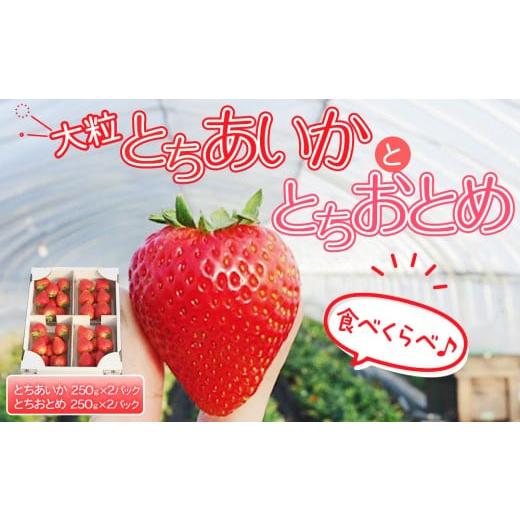 ふるさと納税 いちご 栃木県 日光市 先行予約 大粒とちあいか2パック+大粒とちおとめ2パック=(合計)4パック入り 2026年1月上旬より順次発送 | 生産量 日本…