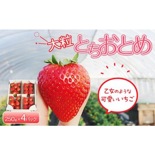 ふるさと納税 いちご 栃木県 日光市 先行予約 大粒とちおとめ4パック入り 2026年1月上旬より順次発送 | 生産量 日本一 果物 フルーツ 苺 イチゴ 農家直送 栃…