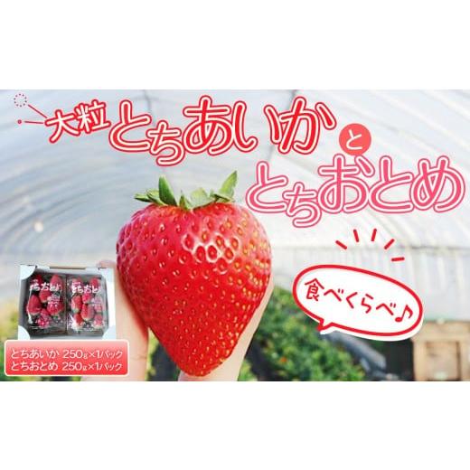 ふるさと納税 いちご 栃木県 日光市 先行予約 大粒とちあいか1パック+大粒とちおとめ1パック=(合計)2パック入り 2026年1月上旬より順次発送 | 生産量 日本…