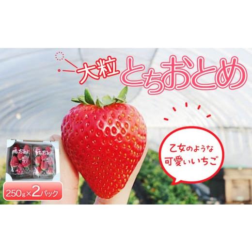 ふるさと納税 いちご 栃木県 日光市 先行予約 大粒とちおとめ2パック入り 2026年1月上旬より順次発送 | 生産量 日本一 果物 フルーツ 苺 イチゴ 農家直送 栃…
