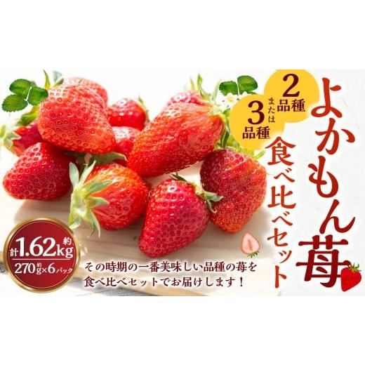 ふるさと納税 いちご 福岡県 うきは市 2026年2月発送 よかもんいちご 2品または3品種 食べ比べセット 6パック入り (計約1.62kg) よかもん苺 苺 いちご イチ…