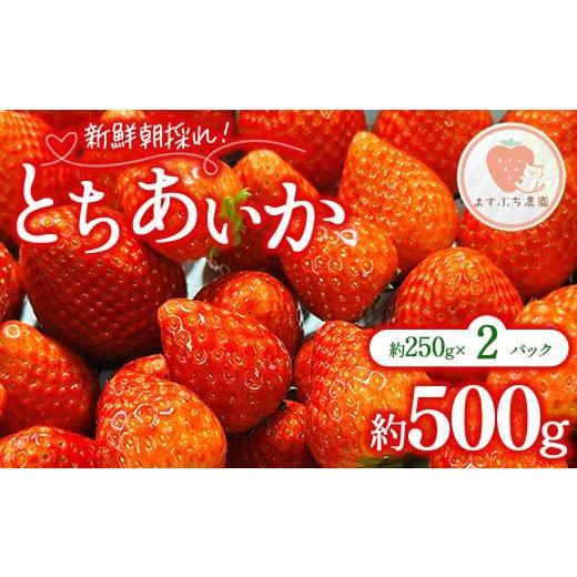 ふるさと納税 いちご 栃木県 宇都宮市 とちあいか 約500g(約250g×2パック)| いちご イチゴ 苺 果物 フルーツ 栃木県 宇都宮市 離島への配送不可 2026年1月…