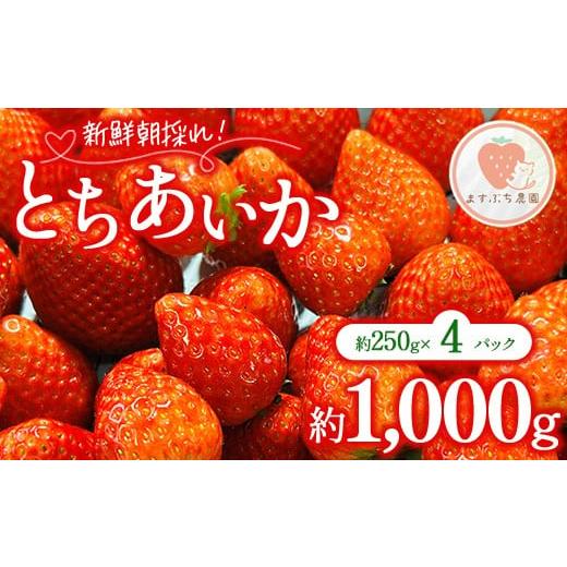 ふるさと納税 いちご 栃木県 宇都宮市 とちあいか 約1000g(約250g×4パック)| いちご イチゴ 苺 果物 フルーツ 栃木県 宇都宮市 離島への配送不可 2026年1…