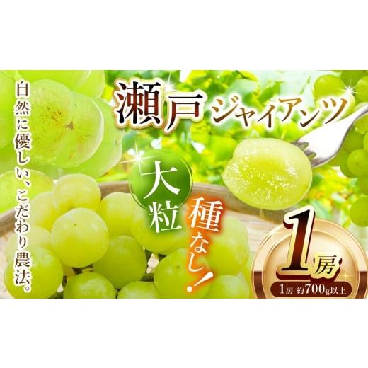 ふるさと納税 ぶどう 兵庫県 上郡町 先行予約 瀬戸ジャイアンツ 1房約700g〜 | フルーツ ぶどう 詰合せ 兵庫県 上郡町 1房 | 寄附金額:13,000円