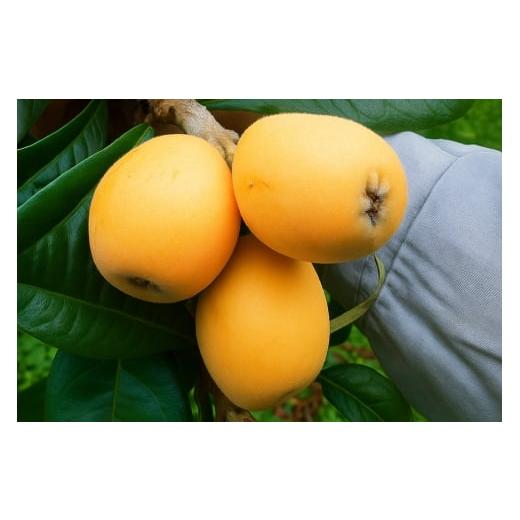 ふるさと納税 果物類 びわ 長崎県 平戸市 フルーツ びわ 根獅子びわ 250g (5個~6個) ×4パック 計1kg 期間限定発送 しげさん農園 長崎県 平戸市 hr42bgy420036…