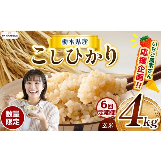 ふるさと納税 玄米 栃木県 那珂川町 栃木県共通返礼品 先行予約 定期6回 訳あり令和8年度産 数量 限定 栃木県産 コシヒカリ 4kg | 定期便 数量限定 こしひか…