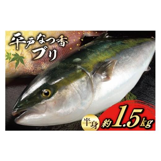 ふるさと納税 旬の鮮魚等 長崎県 平戸市 ぶり 刺身 平戸なつ香 ブリ 半身 約1.5kg (株)坂野水産 長崎県 平戸市 hr42bgy420066 鰤 魚介 さかな 刺身用 さしみ…