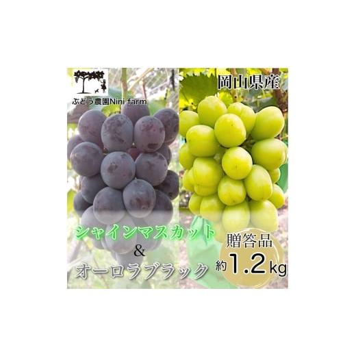 ふるさと納税 果物類 ぶどう 岡山県 玉野市 ぶどう 2026年 先行予約 農家こだわりの シャイン マスカット & オーロラブラック 2房 合計約1.2kg 贈答クラス 葡…
