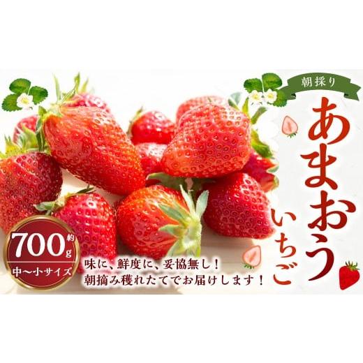 ふるさと納税 いちご 福岡県 うきは市 よかもんいちごの朝採りあまおういちご 約700g 2026年1月下旬から2026年4月下旬 出荷予定 よかもん苺 苺 いちご イチゴ …