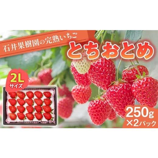 ふるさと納税 いちご 福島県 鏡石町 石井果樹園の完熟いちご とちおとめ 2Lサイズ 500g(250g×2パック) イチゴ 苺 福島県 鏡石町 F6Q-392