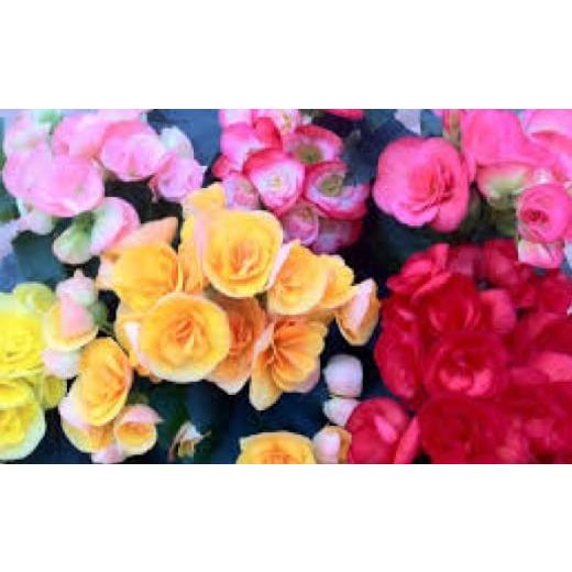 ふるさと納税 雑貨・日用品 花 岐阜県 岐阜市 ベゴニア 寄せカゴ 花 生花 植物 岐阜市 / フローラシマベ