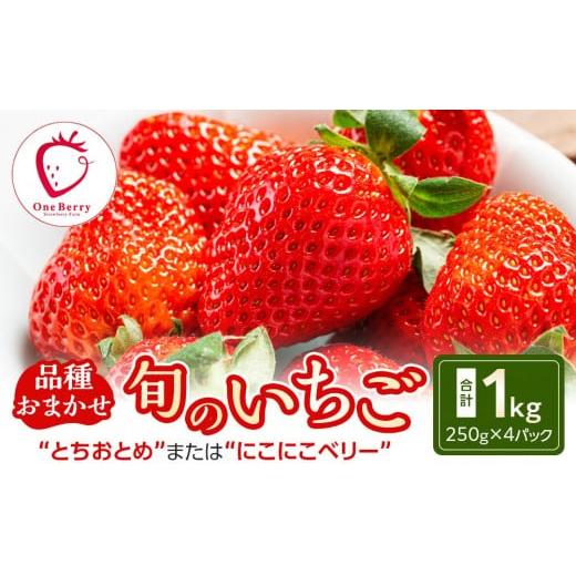 ふるさと納税 いちご 宮城県 角田市 ふるさと納税 OneBerry いちご農園 品種おまかせ 旬のいちご 250g× 4パック 2026年1月5日以降順次発送 | いちご イチ…