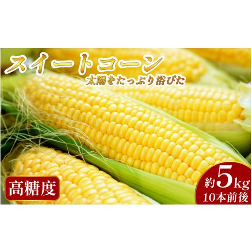 ふるさと納税 とうもろこし 徳島県 三好市 先行予約 出荷2026年6月〜 大サイズ 極甘 とうもろこし 5kg 10本前後 スイートコーン 大きい サイズ 三好市産 朝採…