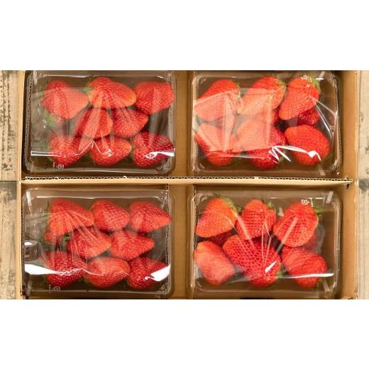 ふるさと納税 いちご 三重県 桑名市 のらくら農園の新鮮いちごA 合計1000g (250g×4パック) 指定日必須 2026年2月下旬迄発送予定 / いちご イチゴ 苺 章姫 …