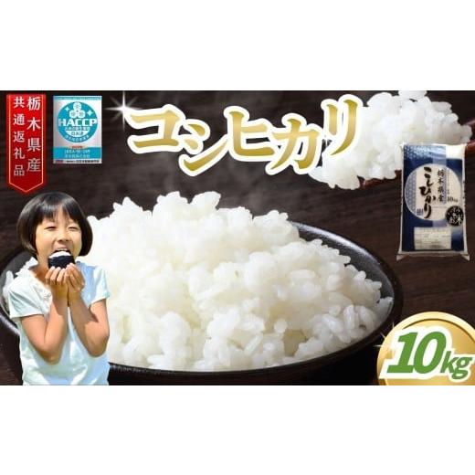 ふるさと納税 米 コシヒカリ 栃木県 真岡市 お米アドバイザー 泉 智が厳選 栃木県産コシヒカリ 10kg | コシヒカリ こしひかり お米 米 真岡産 栃木県産 白米 1…