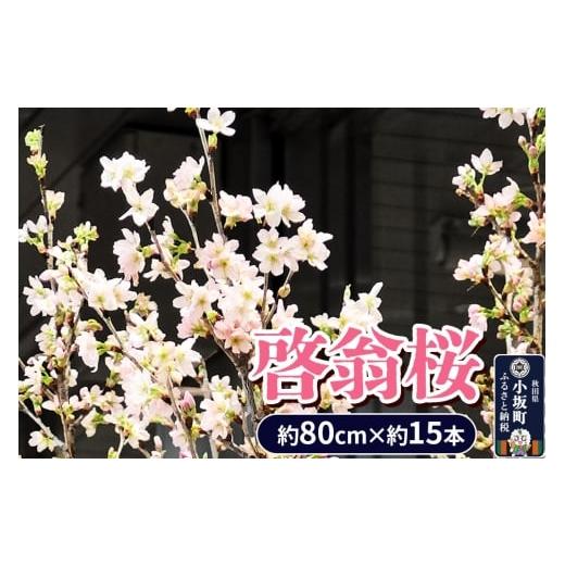 ふるさと納税 雑貨・日用品 花 秋田県 小坂町 啓翁桜 約80cm×約15本 さくら 桜 サクラ 花ギフト プレゼント 啓翁桜小坂会