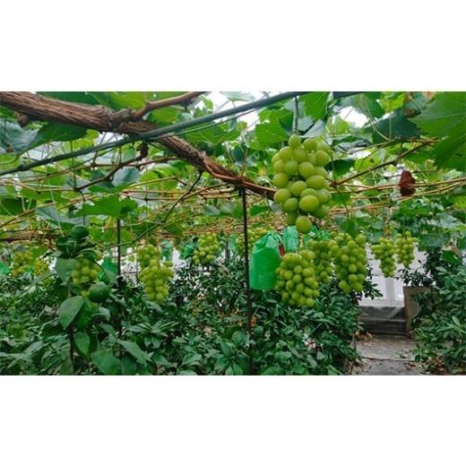 ふるさと納税 ぶどう マスカット 和歌山県 有田市 有機栽培シャインマスカット(家庭用・訳あり)約1.5kg(3〜7房)(A1102-1)